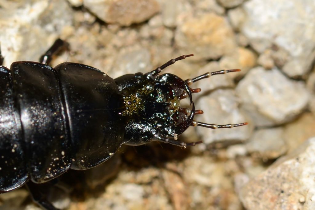 larva di Carabidae: Carabus sp.